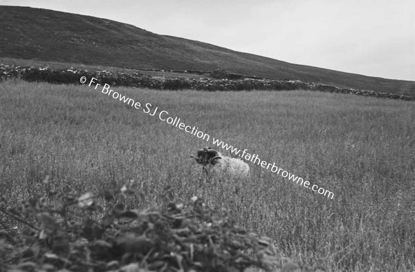 LOUGH TALT  RAM IN FIELD